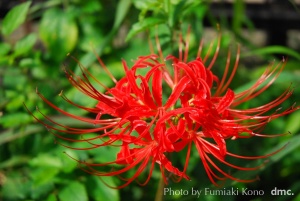 彼岸花　曼珠沙華